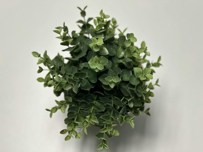 How to Refresh Your Home with Plants: A Simple Green Guide